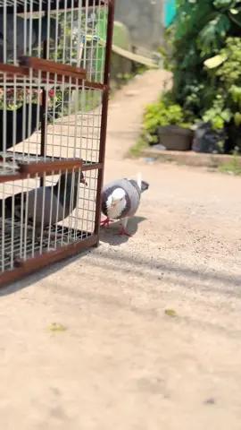 #merpatiplontangmegan 