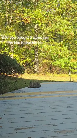 #cats #countrycats #mountaincat 