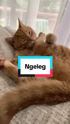LAAH NGELEG😂 #fyp #fypシ #kucinglucu #catsoftiktok #catmoment16 