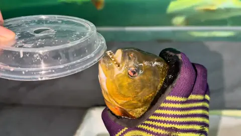 #arapaima #predatorfish #monsterfishkeeper #predatorfishing #monsterfishkeepers 