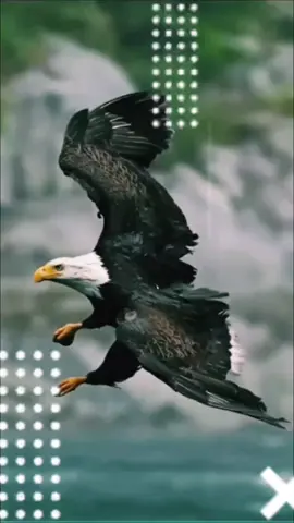 #CapCut الشاطر #fyppppppppppppppppppppppp #kitesurfing #تصميم_فيديوهات🎶🎤🎬 #ترند 