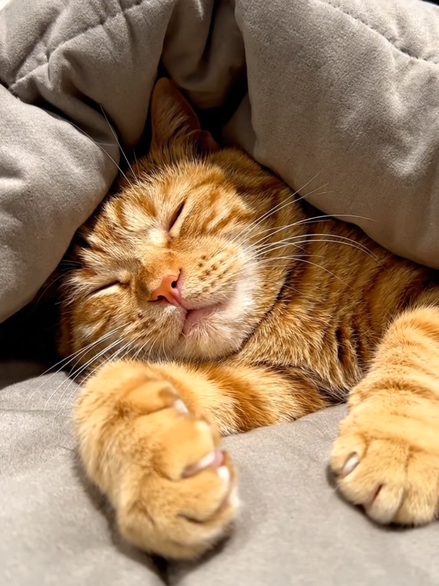 🐈💤 #cat #ai 