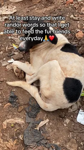 At least stay and write randor words so that I get able to feed the fur friends everyday#SaveStrayDogs #DogShelterUganda #FeedTheRescued #HelpUsHelpThem #fyppppppppppppppppppppppp #dogrescue #fypppppppppppppppppppppppppppppppppppp #DogsDeserveBetter #rescuedog #shelterdog 