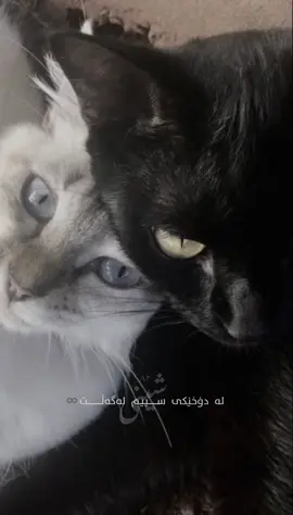 #shine #viraltiktok #tiktok #rasty_lak #shine82 