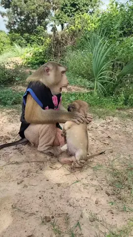Mr. Monkey 🐒 Teasing Baby Dog 🐶 | Too Funny and Cute 😂 #MrMonkey #BabyDog #FunnyAnimals #CuteMonkey #DogAndMonkey 
