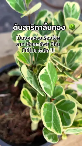#ต้นไม้มงคล ต้นสาริกาลิ้นทองหรือหัวใจเศรษฐี 🌳🌳 #ต้นสาริกาลิ้นทอง #ต้นไม้มงคลให้โชค 