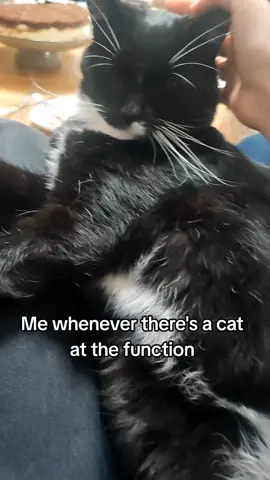 I love cats sm  #cat #meow 