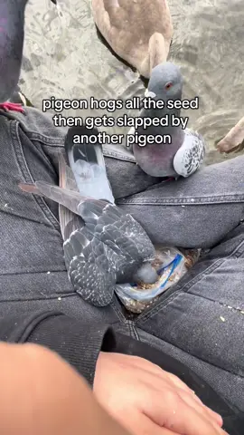 he was so lost in it… #pigeons #pigeontok #feedingbirds 