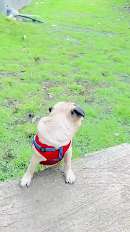 #happydashain #mynameistuntun #pugs #dogsoftiktok #growmyaccount 