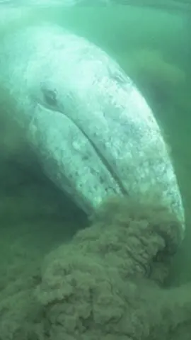 Gray whales are bottom feeding whales. Pretty cool huh? #whale #foryou #seacreatures #foryoupage #graywhale 