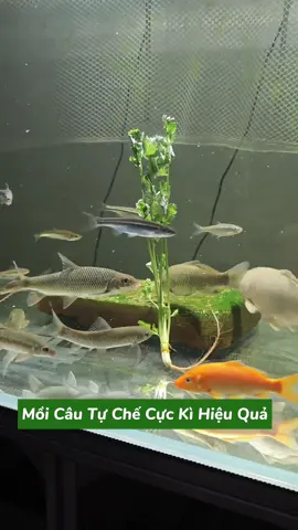 Mồi Câu Tự Chế #caucatunhien #caucagiaitri #fishing #xuhuongtiktok #tiktok     
