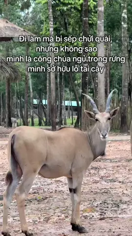 skill bất trị#tufuthui 