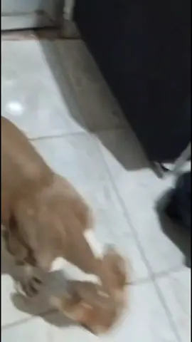 comente se vcs querem a rotina do tratamento da Kiara lutando contra cinomose!!! #cura #cinomose #pitbull #pitmonster #pit 