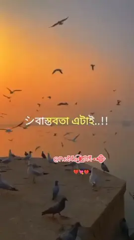 বাস্তবতা এটাই প্রিয় মানুষটা সবসময় প্রিয়ই থাকে #newtrending #vairalvideo #tiktokforyou #bangladesh🇧🇩 #official @preamvi2.1@TikTok @AMZAD @P.প্রেঁমঁ .◎⃝❥͜͜͡͡ভাঁইঁ◄◉l⃟l⃟l 