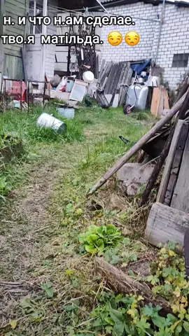 матільда фас #курочка #курица #ульяна 