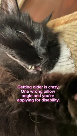 😹😹😹 #cattoks #funnycat #fluffycat #monchat #kittycatsoftiktok 