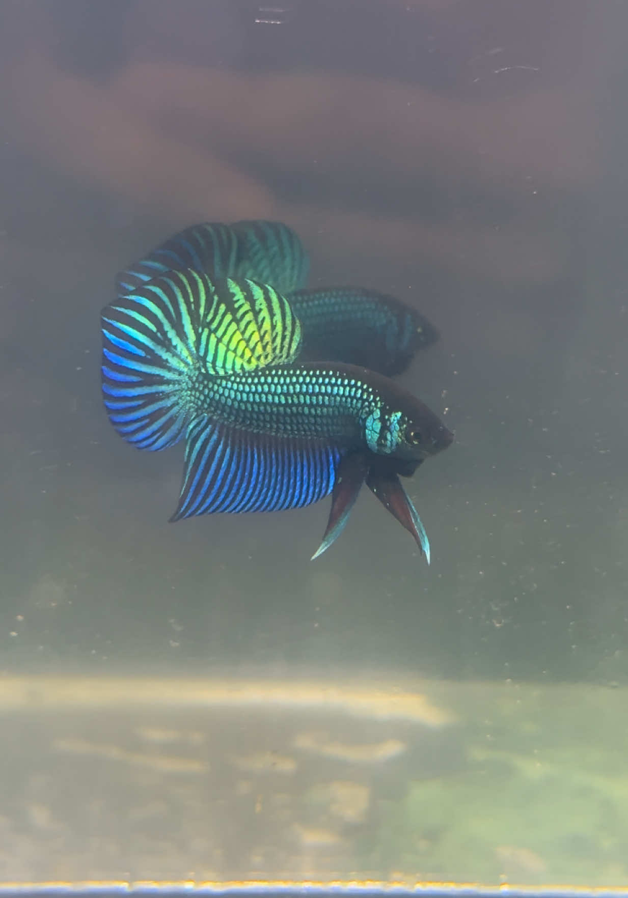 พึ่งขึ้นปลาใหม่โหลใหม่ แต่น้ำขุ่นไปนิด  คอกนี้รอคอย #ปลากัดป่ามหาชัย 