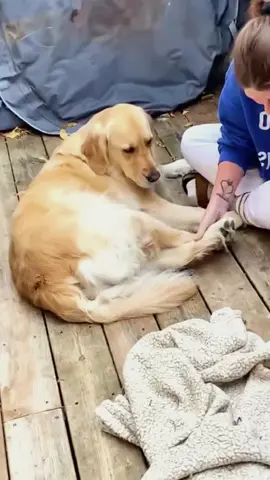 Try not to laugh 😂😂😂 #animals #haha #dog #cat #pet 