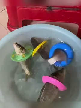 #humor #funny #comedia #fyp #foryou 