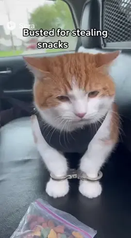 what did he even do? 🤔 #cat #cats 