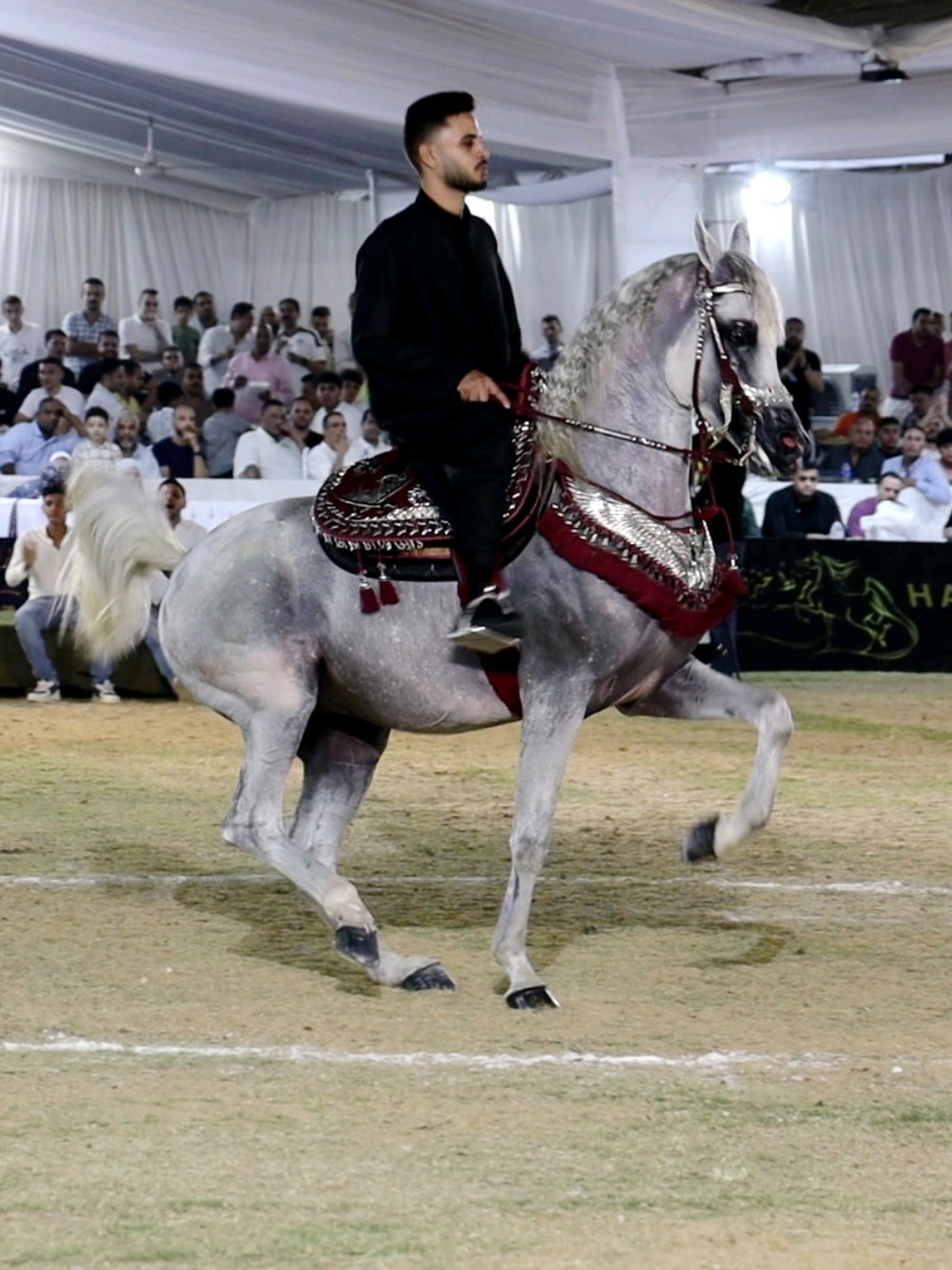MERCEDES🥇🏆🧿#رقص #خيول_عربية_اصيلة #خيل_و_خيالة #ادب_خيل #رقص_خيل_عربي_اصيل🐎🔥 