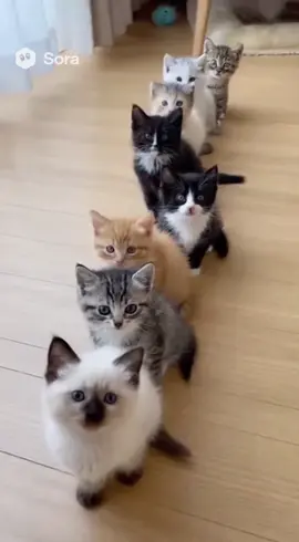 ドミノ倒し？可愛過ぎる子猫達♡♡#子猫#AI 