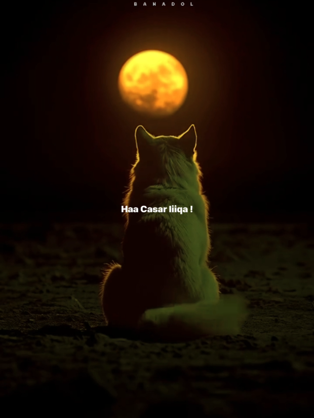 Markaad eegto cimilada!❤️🫶 #somalilyrics🌺😕💎 #foryoupage #fyp #fyyyyyyyyyyyyyyyy #slowedsongs 