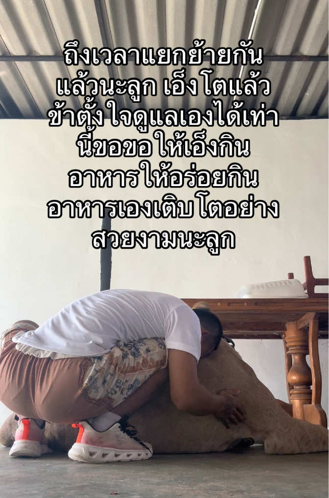 เอ็งใหญ่แล้วเอ็งใหญ่เกินกว่าที่จะอยู่ที่นี่แล้วข้าดูแลเอ็งได้เท่านี้แหละมเหสี 🦁⚠️ #สัตว์อสูร
