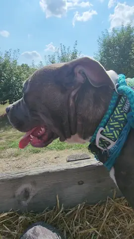 Make the memories count because theirs are fewer than ours🧡🐾🎃#lovemydogs #Puremichigan #bestiesforever #dogsoftiktok #pittiesoftiktok #protectivemommabear #pittielove 