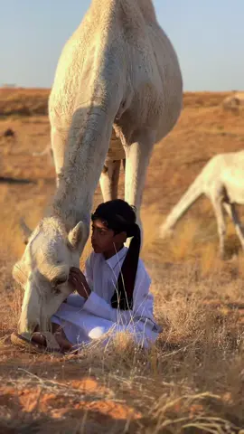 #اكسبلورexplore #محمية الامام تركي بن عبدالله الملكيه #ام رماح #المعيزيله#قيصومة_فيحان #اكسبلور #اكسبلورexplore❥🕊🦋💚❤ 