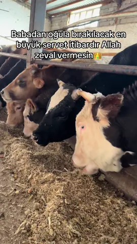 Allah zeval vermesin#dogukangurkan #gurkanbesiciftligi #tarımvehayvancilik #tosun #hayvancılık 