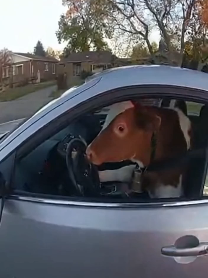 #ia #sora #animaux #drole #vache