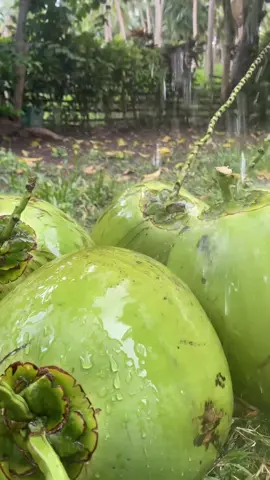 Cool down#lamaw#buko 
