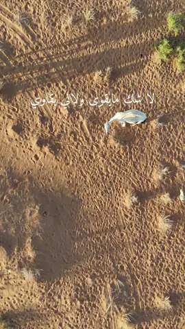 #fyp #trendingvedio #محمد_عبده #حايل #foryou 