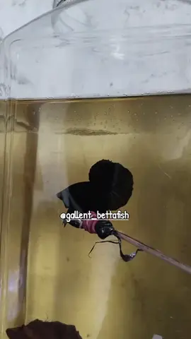 HMPK superblack 💥💥💥 #hmpk #hmpkbetta #cupangkontes #cupanghiasindonesia #cupanghias 