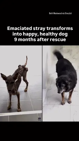 MIRACULOUS TRANSFORMATION: When this dog named Sena was found on the streets of Vietnam, she was skeletal, scared and nearly bald. That's when Beth Westwood and her partner decided to take her in and nurse her back to health. “When we saw her, we were both in shock. We’d never seen a dog so skinny,” Westwood said. “We were scared to hold her in case she broke.” And in the beginning, it didn't look good. Several vets refused to treat her, and the medication she was prescribed often left her crying. “But then she started wagging her tail,