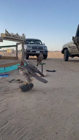 #العنيق😴♥️ 