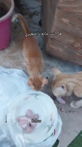 هل انت جائع يا صغيري  #raptur #fyp #قطط #kitten #kyliecantrall 