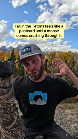 It starts calm, golden leaves, perfect reflections, quiet mountain air. Then the stillness breaks. A moose crashes through the willows, and just like that, the postcard comes alive. That’s fall in the Tetons, beautiful, unpredictable, and wild. #moose #cinematography #WildlifeCinematography #nature 