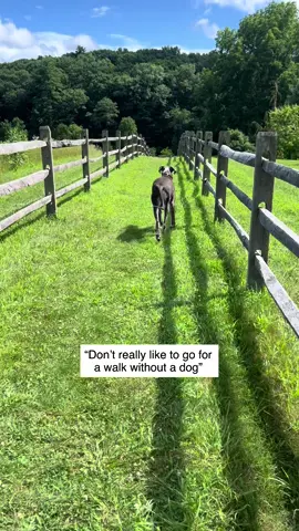 -Jane Goodall  I wasn’t much of an adventurer before getting Zander. I didn’t step foot in the woods or on the trails. He opened a whole new world for me ❤️ #greatdane #dogmom #dogsoftiktok #walking #walkingthedog 