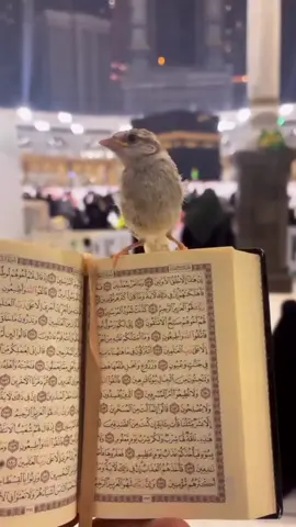 #اضنة_شارع_السوريين #الحمدالله_علی_کل_حال❤ #الحمدالله_علی_کل_حال❤ #اضنة_شارع_السوريين #الحمدالله_علی_کل_حال❤ 