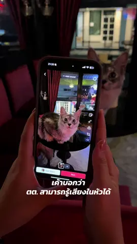 สภาพมาก แต่ละคน😂 #เสียงในหัว #aiเสียงเพลง #ตลกๆ #ฟีดดดシ #แมวน่ารัก  @thaiger‘s bar @36  @Trust in GOD 