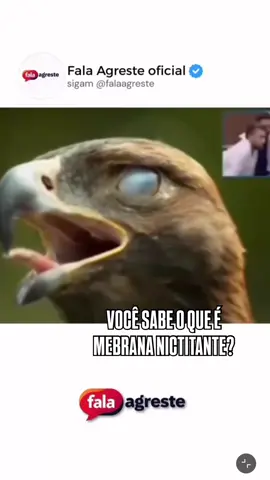 VOCÊ SABE O QUE É A MEMBRANA NICTITANTE? também conhecida como terceira pálpebra, é uma membrana transparente ou translúcida que cobre o olho de muitos animais para protegê-lo e umedecê-lo. Gostou dessa informação? Me segue aí! #bioaldemir #curiosidades #animais #selvagem #natureza 