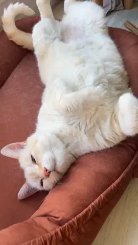 Sacré Mimineuh 🐱 #cat #foryou #pourtoi 