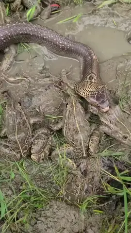 cobra vs frog #viralvideo  #viralvideo 