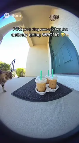 My cat really said ‘not today’ 😭🥤#fyp #pov #starbucks #cat #catsoftiktok 