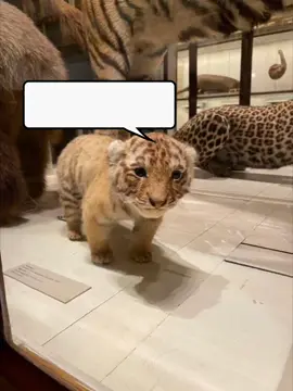 Desejos sem planos são só fantasias #reflexão #filosofia #desenvolvimentopessoal #autodesenvolvimento #autoajuda 