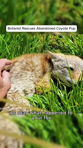 Botanist Rescues Abandoned Coyote Pup #animals #trending #rescue #news #fyp 