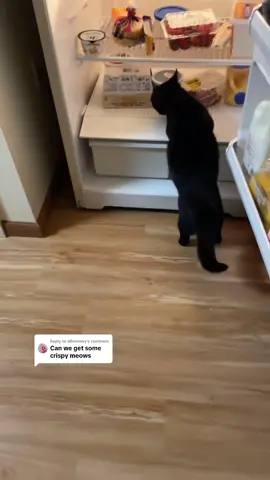 Midge in the fridge #munchkincat #shortcat #blackcat 
