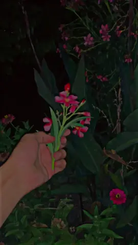 #deirtiktokteem #duntanderrivwemyvideo #plzviral🥺🥺🙏🙏foryoupagel🥺🥺🙏🙏foryoupage 